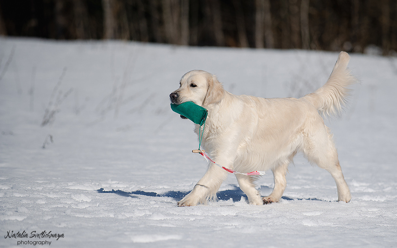 Тренировочный воркинг тест Школы Шмеля 18 марта 2023. Фотограф-анималист Наталья Светличная