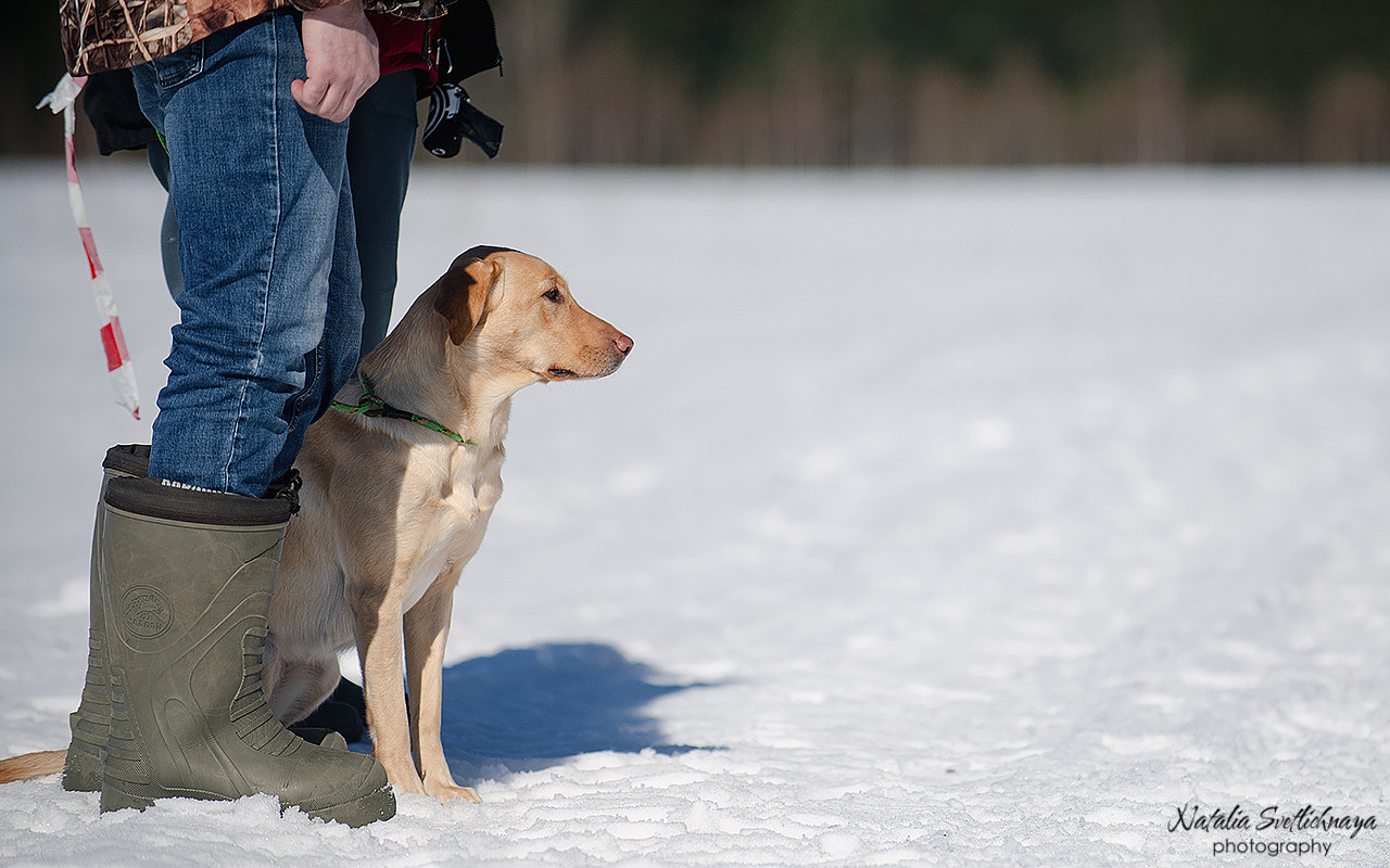 Тренировочный воркинг тест Школы Шмеля 18 марта 2023. Фотограф-анималист Наталья Светличная