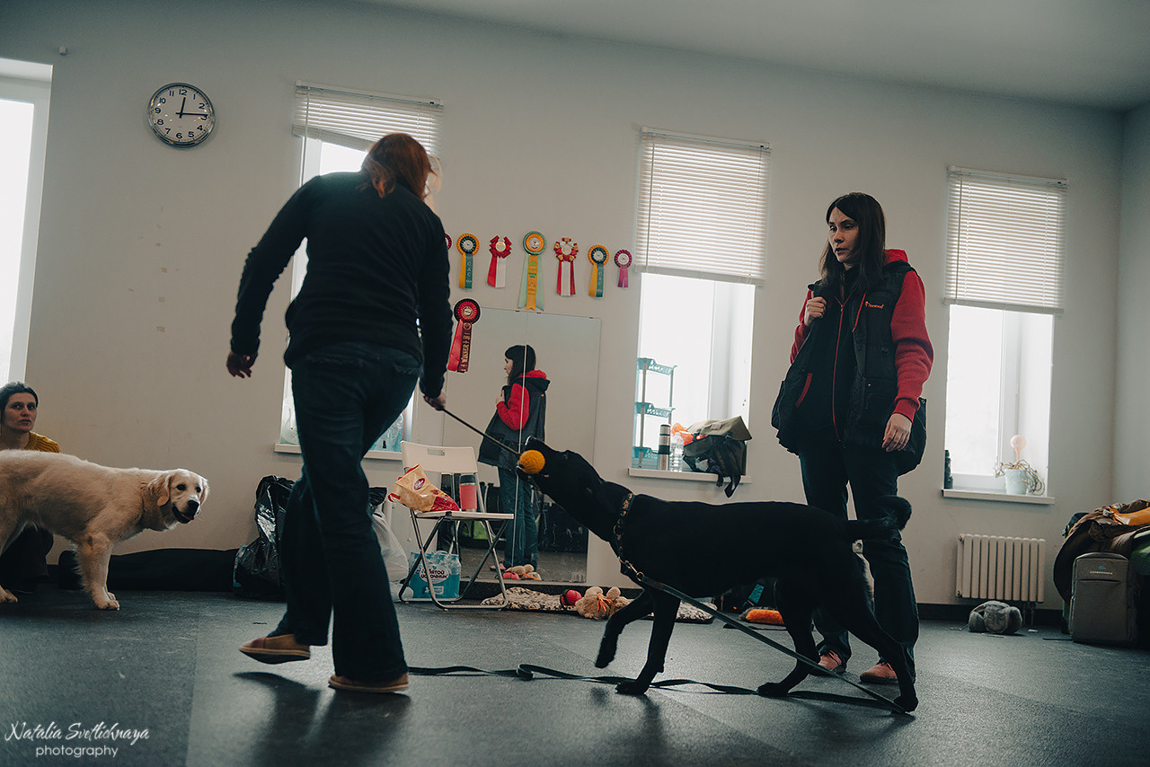 Семинар с Марией Рыбкиной «Игры с собаками» (24.02.2023). Фотограф-анималист Наталья Светличная