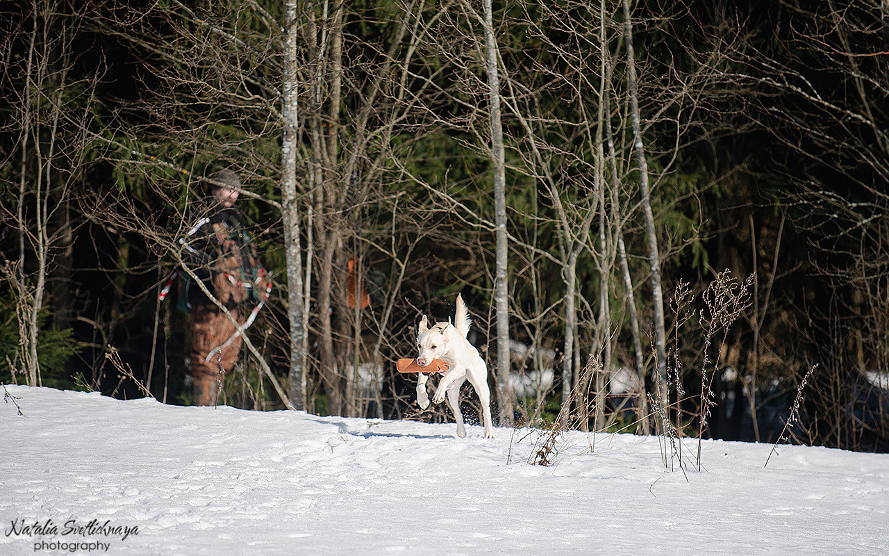 Тренировочный воркинг тест Школы Шмеля 18 марта 2023. Фотограф-анималист Наталья Светличная