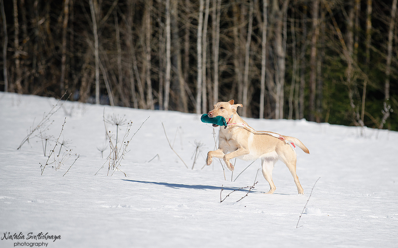 Тренировочный воркинг тест Школы Шмеля 18 марта 2023. Фотограф-анималист Наталья Светличная
