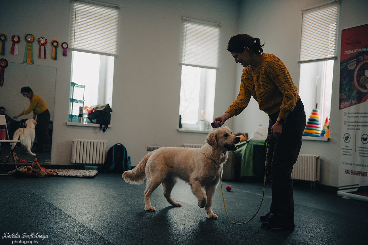Семинар с Марией Рыбкиной «Игры с собаками» (24.02.2023). Фотограф-анималист Наталья Светличная