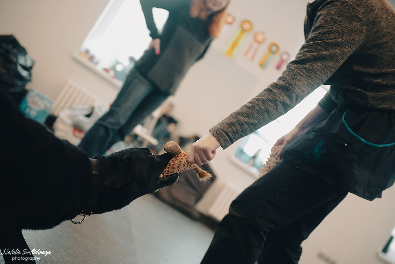 Семинар с Марией Рыбкиной «Игры с собаками» (24.02.2023). Фотограф-анималист Наталья Светличная