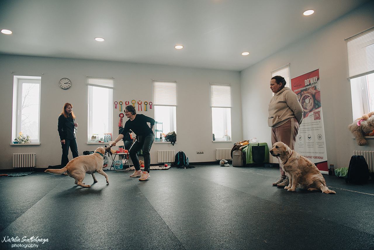 Семинар с Марией Рыбкиной «Игры с собаками» (24.02.2023). Фотограф-анималист Наталья Светличная