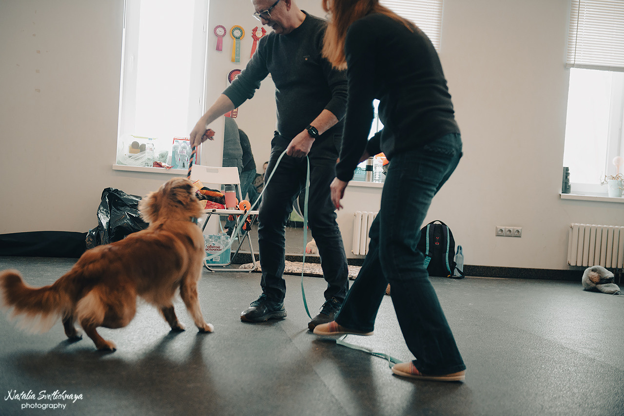 Семинар с Марией Рыбкиной «Игры с собаками» (24.02.2023). Фотограф-анималист Наталья Светличная