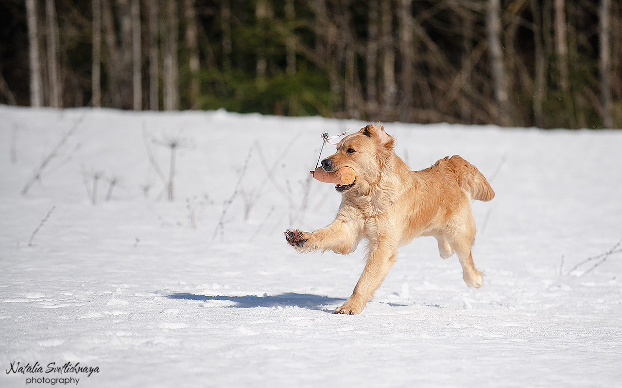 Тренировочный воркинг тест Школы Шмеля 18 марта 2023. Фотограф-анималист Наталья Светличная