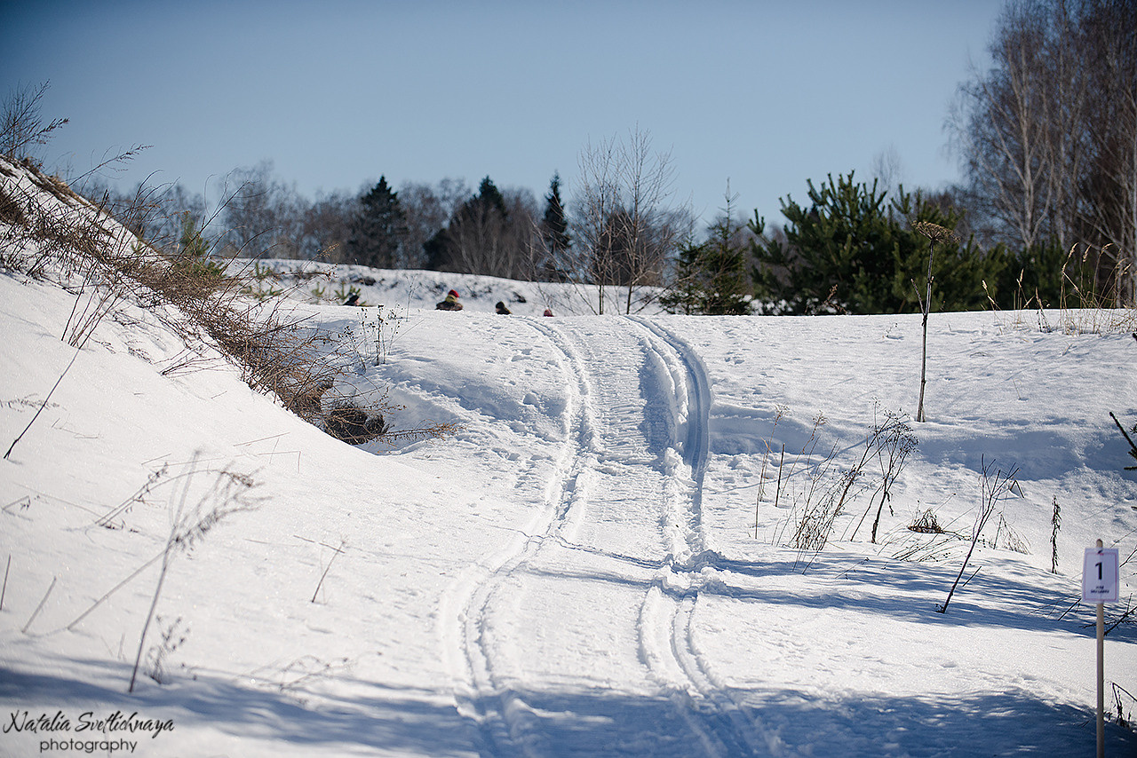 Тренировочный воркинг тест Школы Шмеля 18 марта 2023. Фотограф-анималист Наталья Светличная