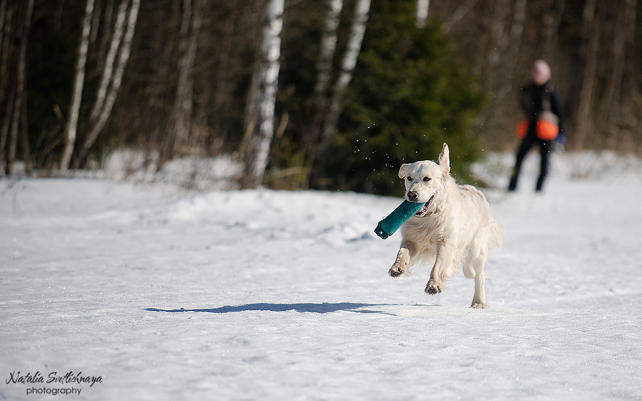 Тренировочный воркинг тест Школы Шмеля 18 марта 2023. Фотограф-анималист Наталья Светличная
