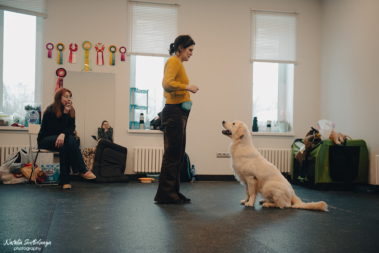 Семинар с Марией Рыбкиной «Игры с собаками» (24.02.2023). Фотограф-анималист Наталья Светличная