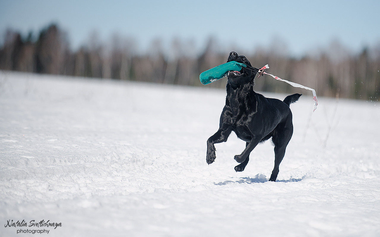 Тренировочный воркинг тест Школы Шмеля 18 марта 2023. Фотограф-анималист Наталья Светличная