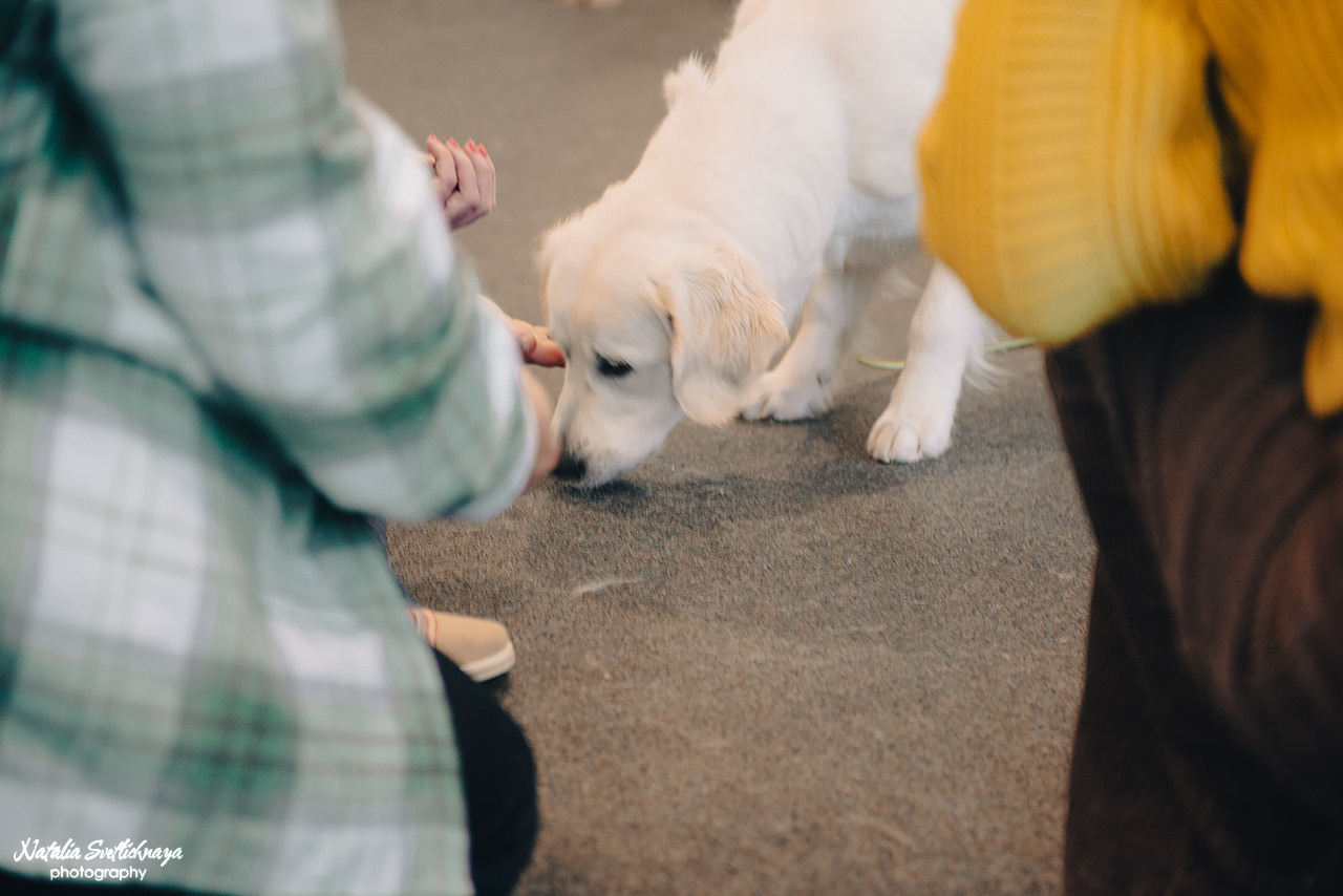 Семинар с Марией Рыбкиной «Игры с собаками» (24.02.2023). Фотограф-анималист Наталья Светличная