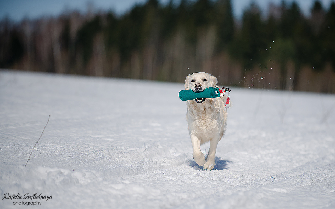 Тренировочный воркинг тест Школы Шмеля 18 марта 2023. Фотограф-анималист Наталья Светличная