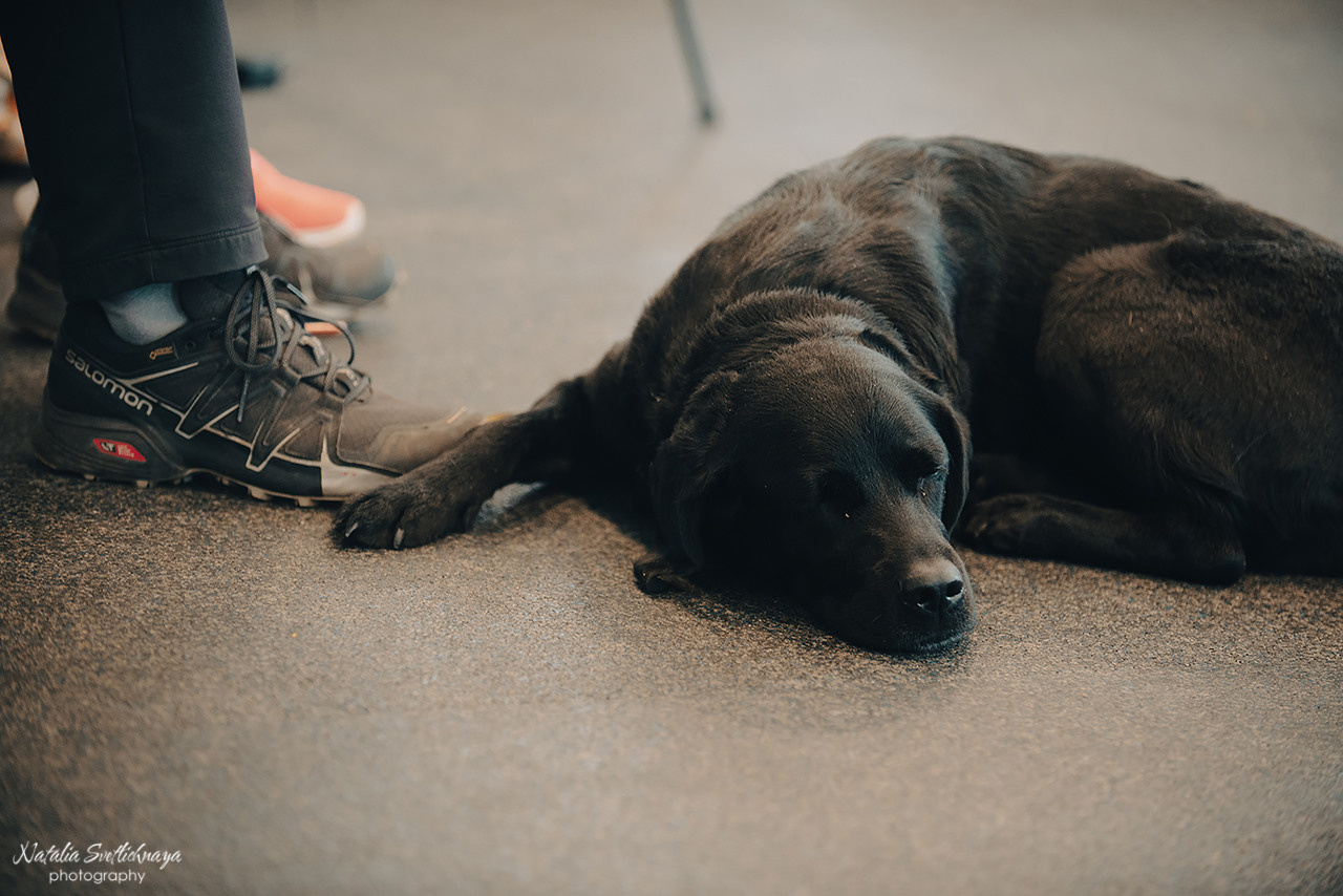 Семинар с Марией Рыбкиной «Игры с собаками» (24.02.2023). Фотограф-анималист Наталья Светличная