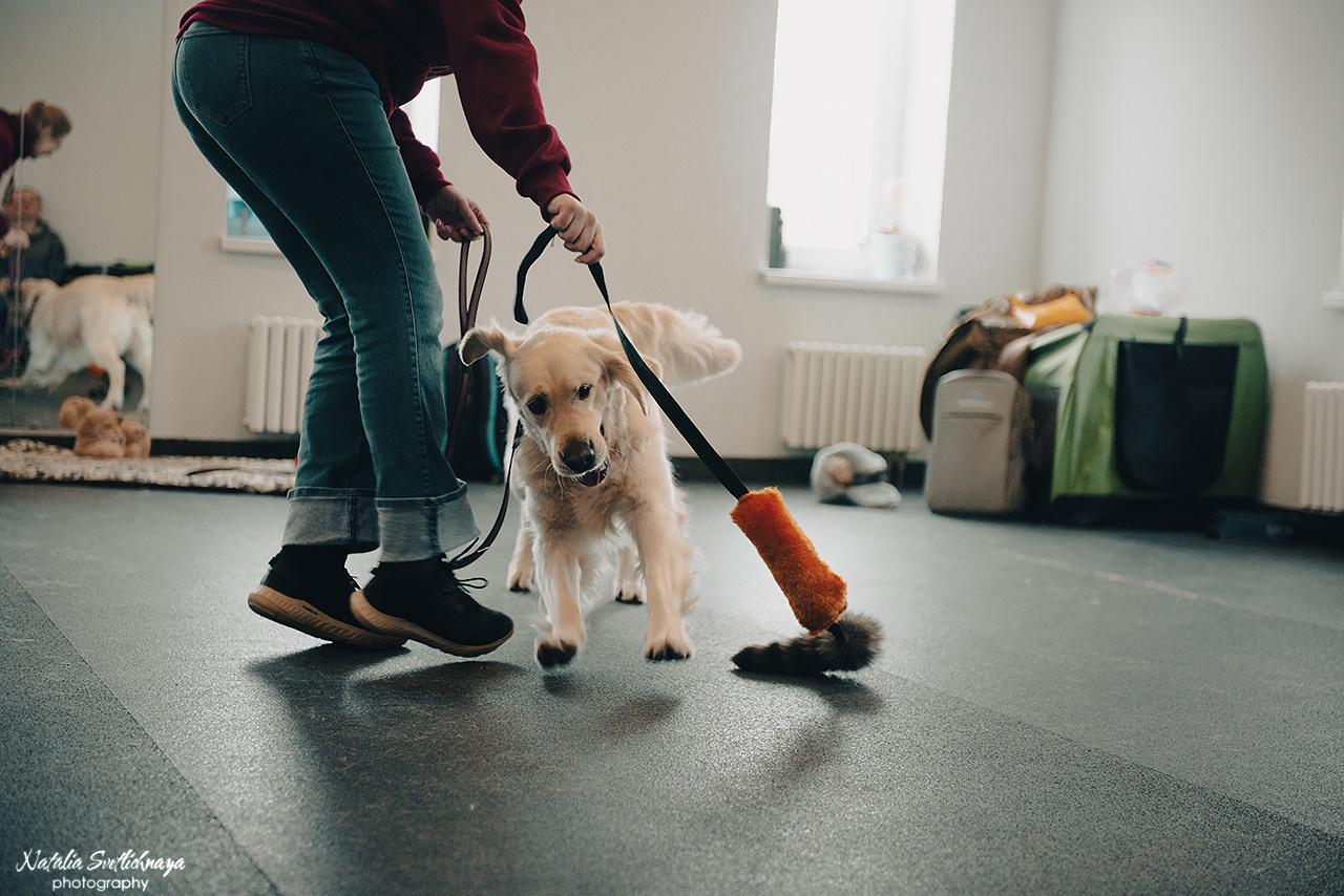 Семинар с Марией Рыбкиной «Игры с собаками» (24.02.2023). Фотограф-анималист Наталья Светличная