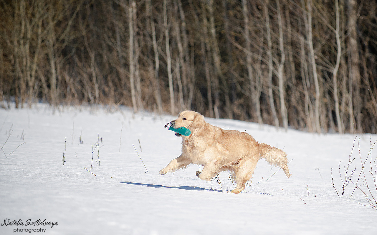 Тренировочный воркинг тест Школы Шмеля 18 марта 2023. Фотограф-анималист Наталья Светличная