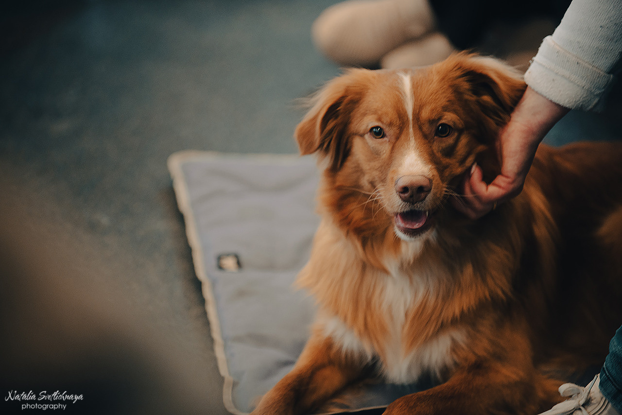Семинар с Марией Рыбкиной «Игры с собаками» (24.02.2023). Фотограф-анималист Наталья Светличная