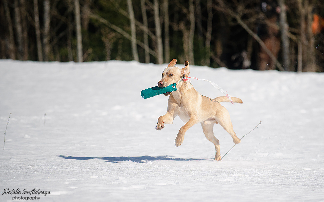 Тренировочный воркинг тест Школы Шмеля 18 марта 2023. Фотограф-анималист Наталья Светличная