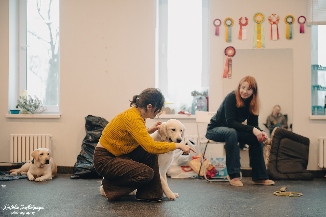 Семинар с Марией Рыбкиной «Игры с собаками» (24.02.2023). Фотограф-анималист Наталья Светличная