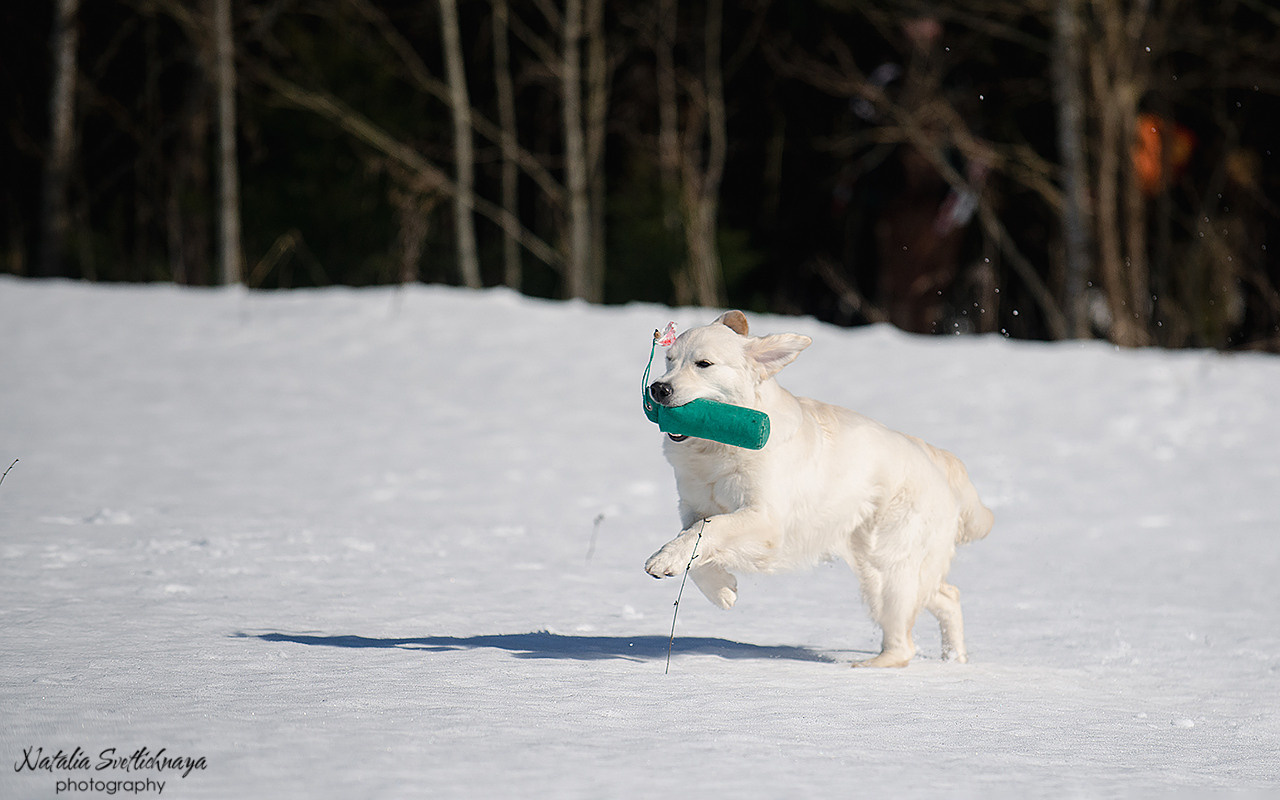 Тренировочный воркинг тест Школы Шмеля 18 марта 2023. Фотограф-анималист Наталья Светличная