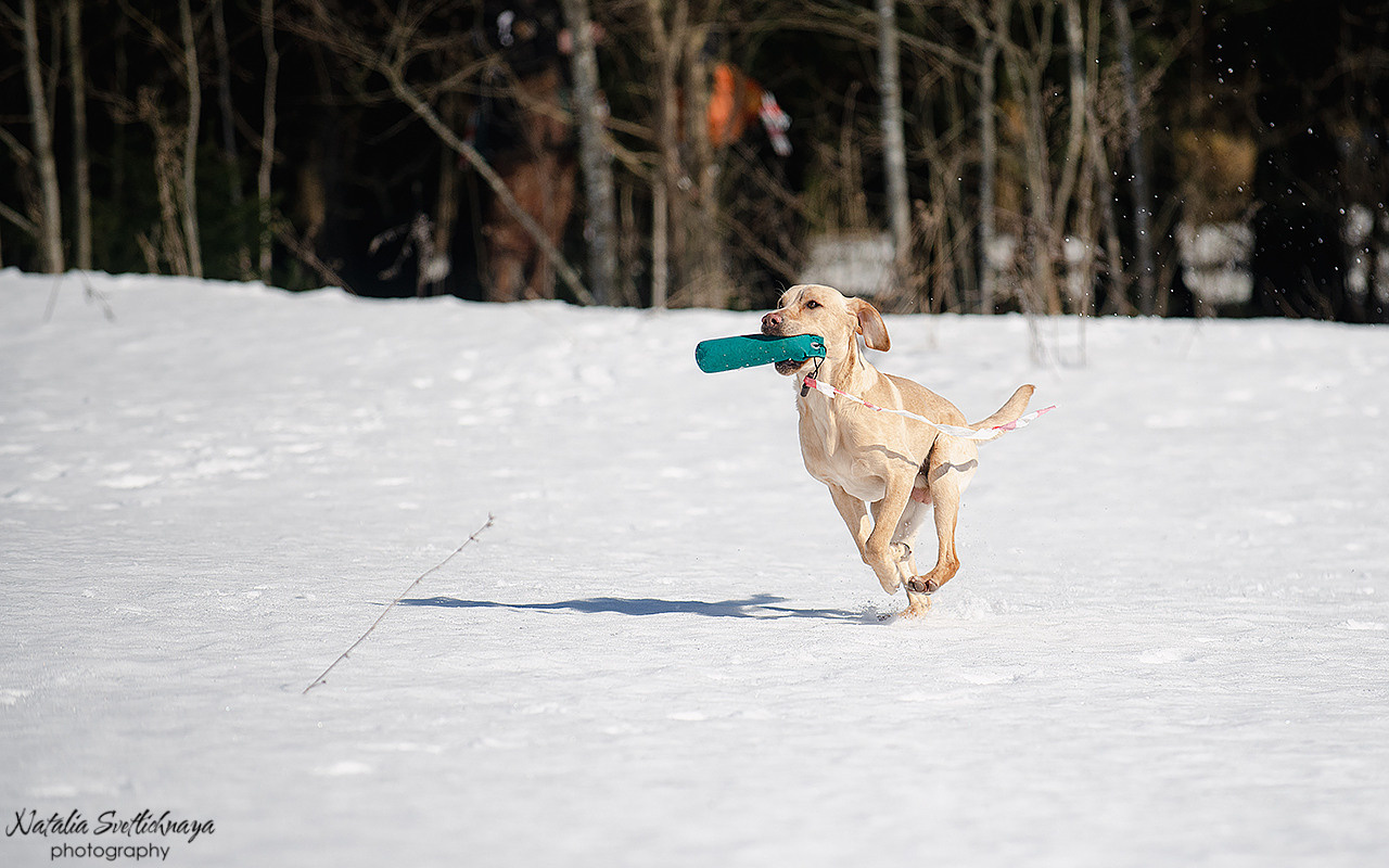 Тренировочный воркинг тест Школы Шмеля 18 марта 2023. Фотограф-анималист Наталья Светличная
