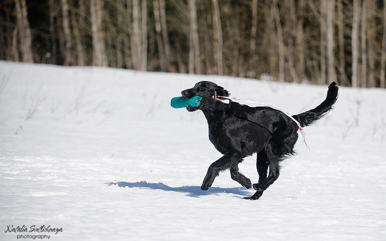 Тренировочный воркинг тест Школы Шмеля 18 марта 2023. Фотограф-анималист Наталья Светличная