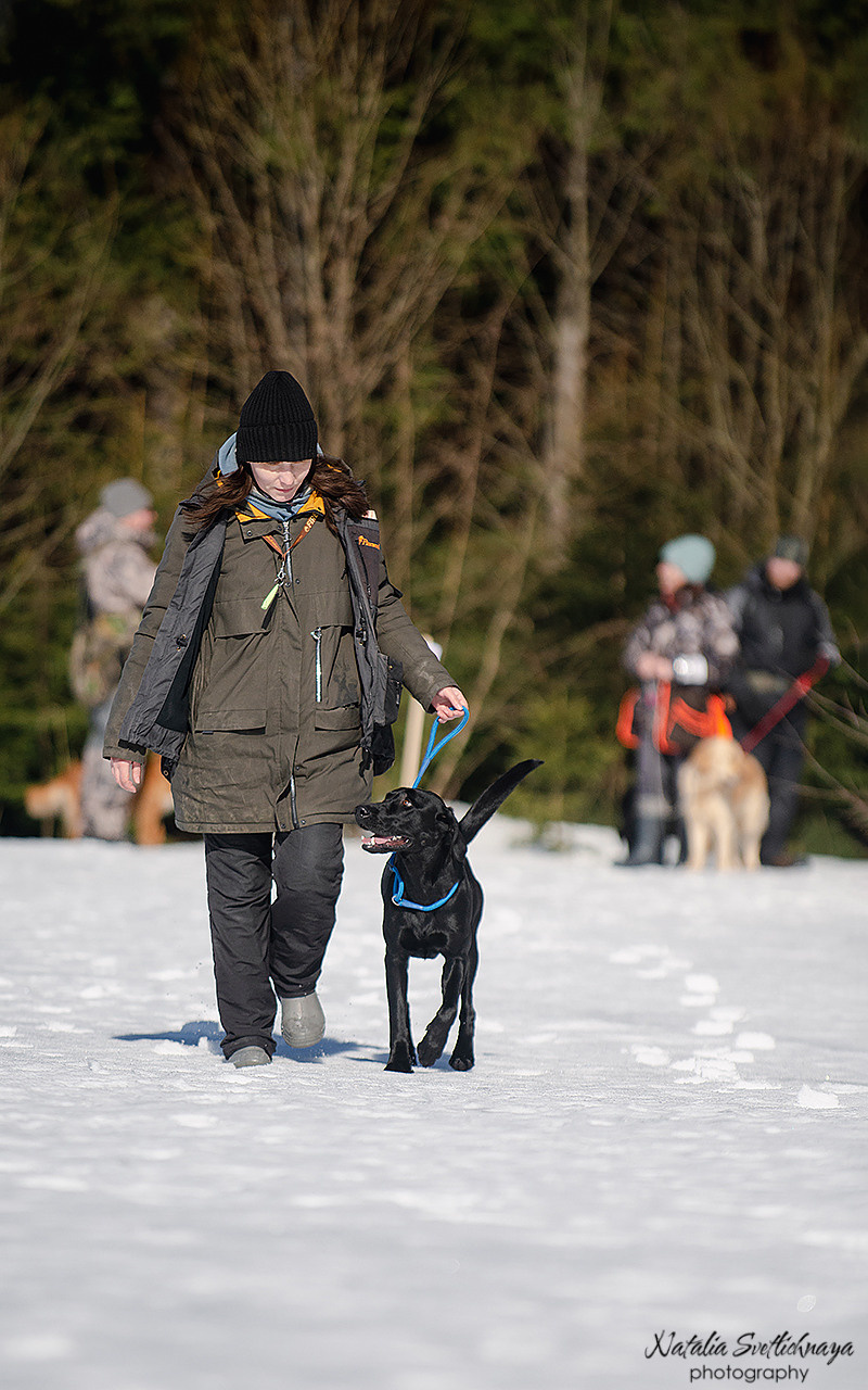 Тренировочный воркинг тест Школы Шмеля 18 марта 2023. Фотограф-анималист Наталья Светличная