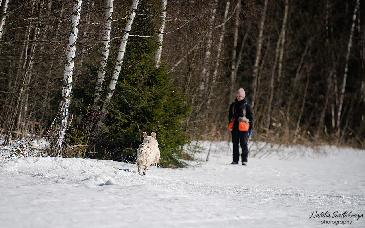Тренировочный воркинг тест Школы Шмеля 18 марта 2023. Фотограф-анималист Наталья Светличная