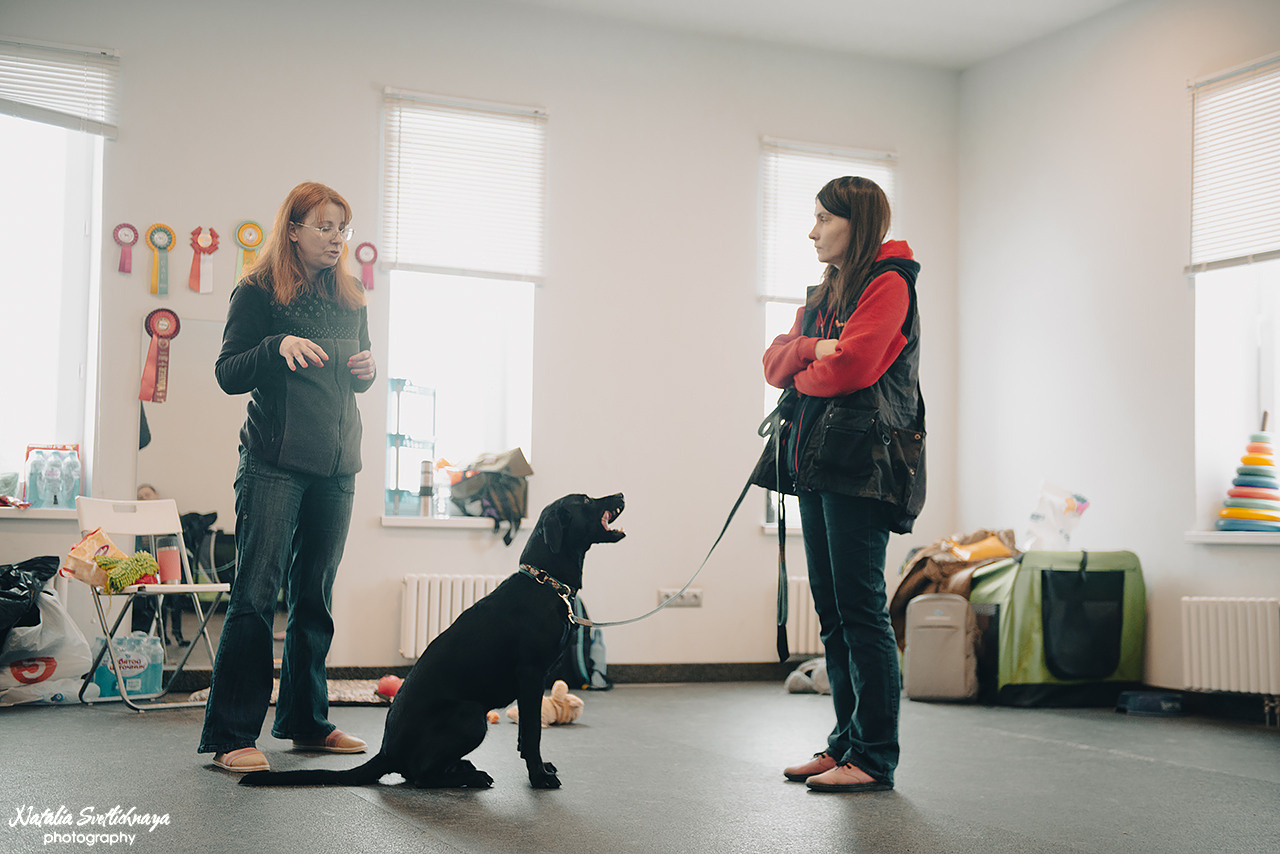 Семинар с Марией Рыбкиной «Игры с собаками» (24.02.2023). Фотограф-анималист Наталья Светличная