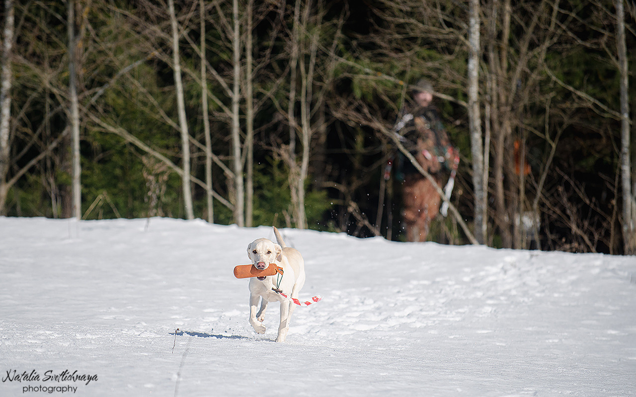 Тренировочный воркинг тест Школы Шмеля 18 марта 2023. Фотограф-анималист Наталья Светличная