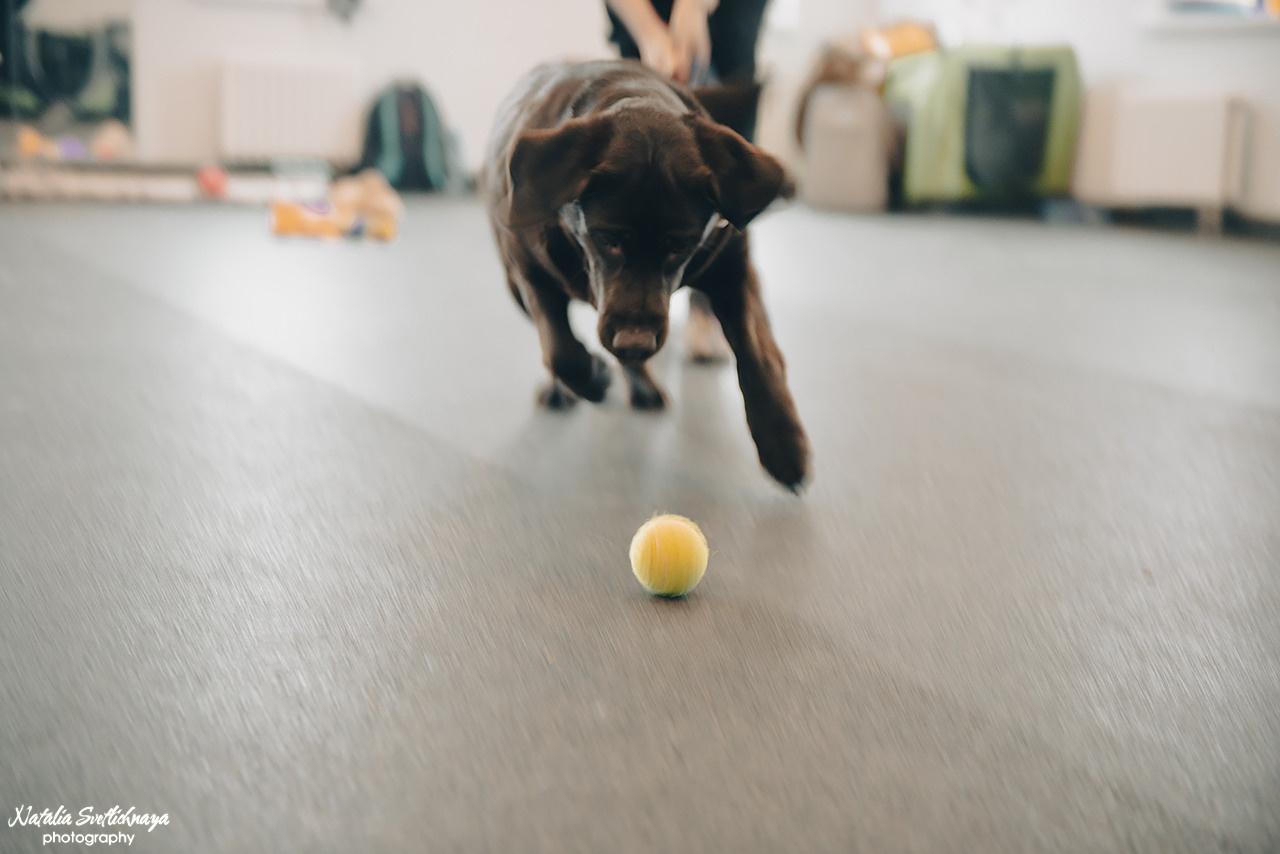 Семинар с Марией Рыбкиной «Игры с собаками» (24.02.2023). Фотограф-анималист Наталья Светличная