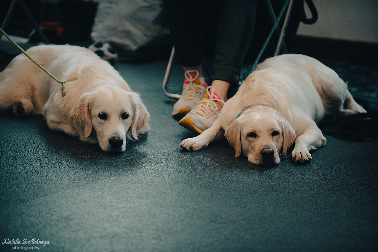 Семинар с Марией Рыбкиной «Игры с собаками» (24.02.2023). Фотограф-анималист Наталья Светличная