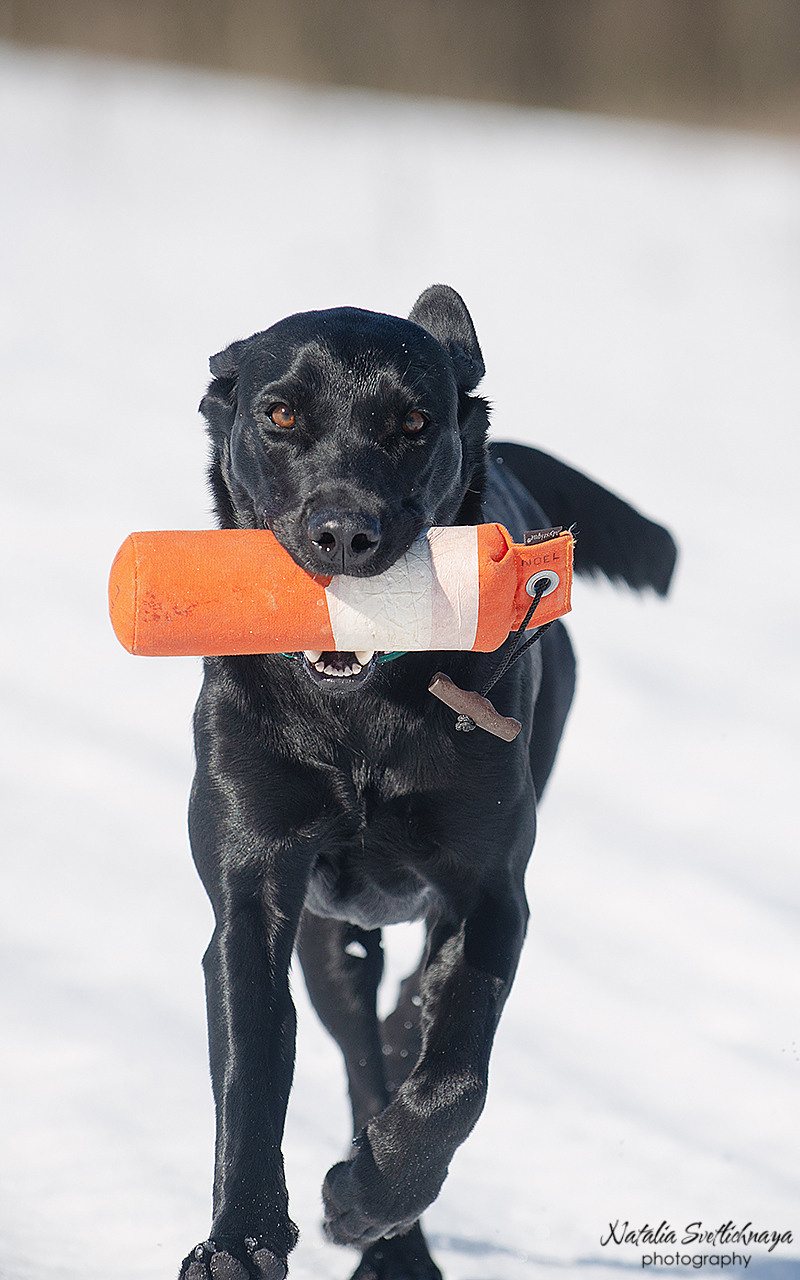 Тренировочный воркинг тест Школы Шмеля 18 марта 2023. Фотограф-анималист Наталья Светличная