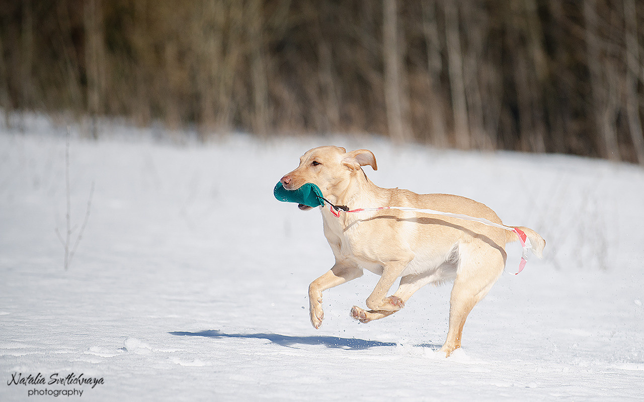Тренировочный воркинг тест Школы Шмеля 18 марта 2023. Фотограф-анималист Наталья Светличная