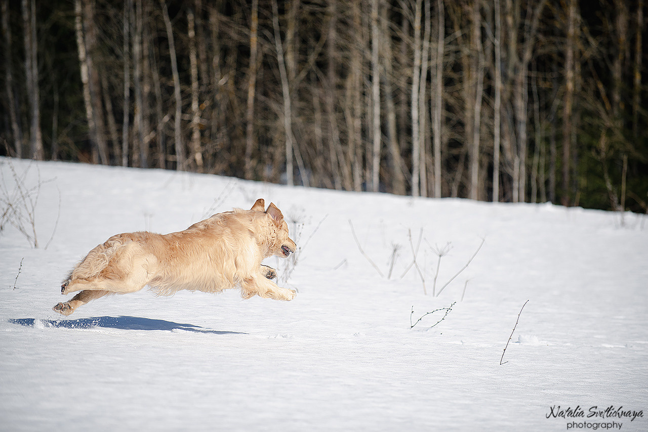 Тренировочный воркинг тест Школы Шмеля 18 марта 2023. Фотограф-анималист Наталья Светличная