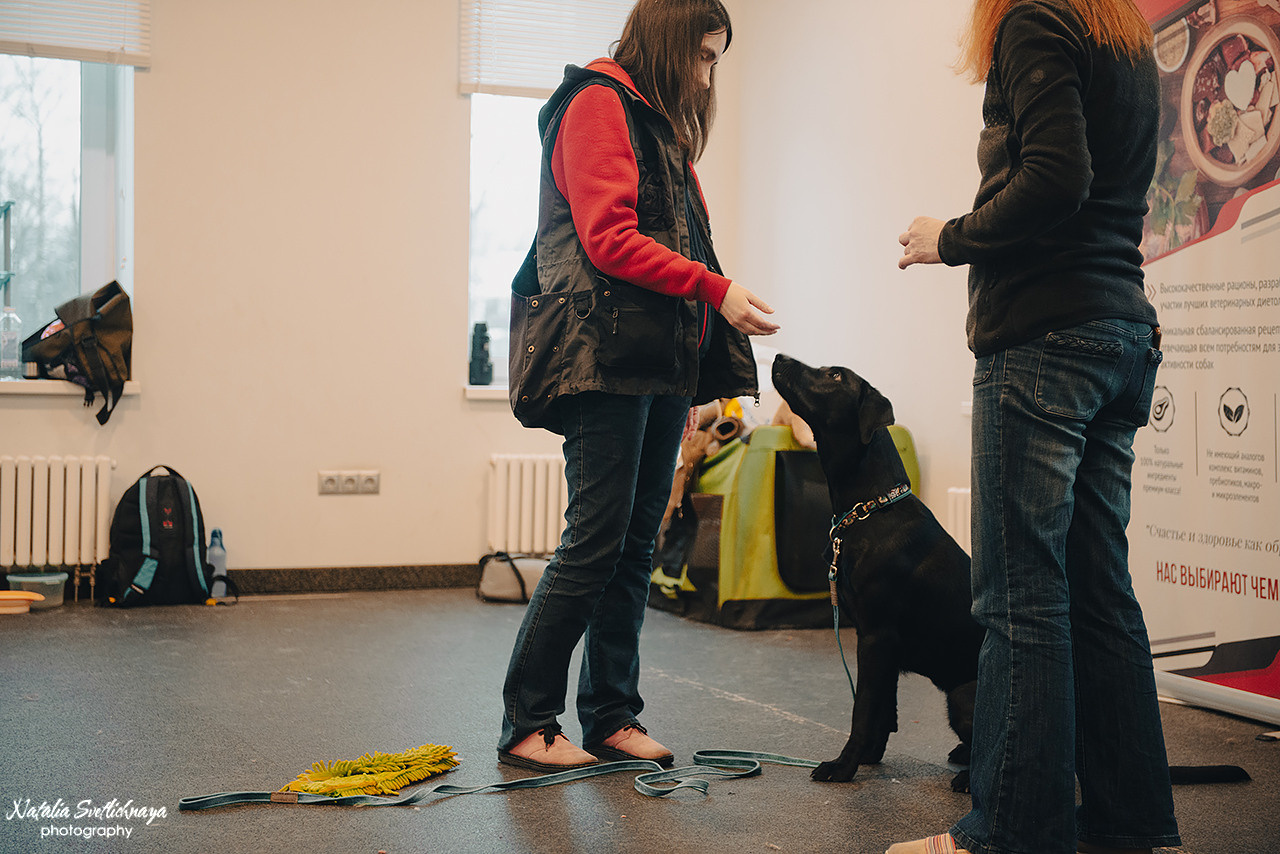 Семинар с Марией Рыбкиной «Игры с собаками» (24.02.2023). Фотограф-анималист Наталья Светличная