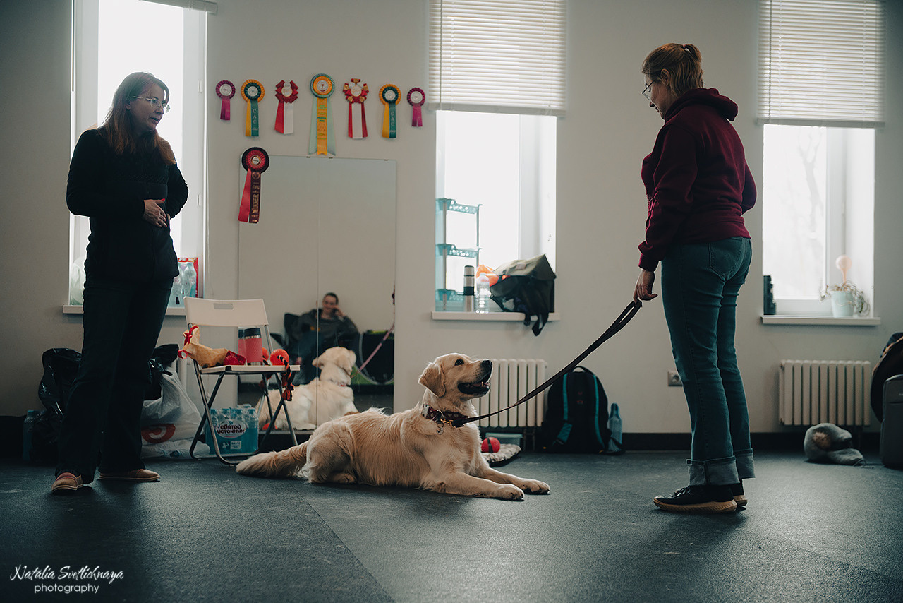 Семинар с Марией Рыбкиной «Игры с собаками» (24.02.2023). Фотограф-анималист Наталья Светличная