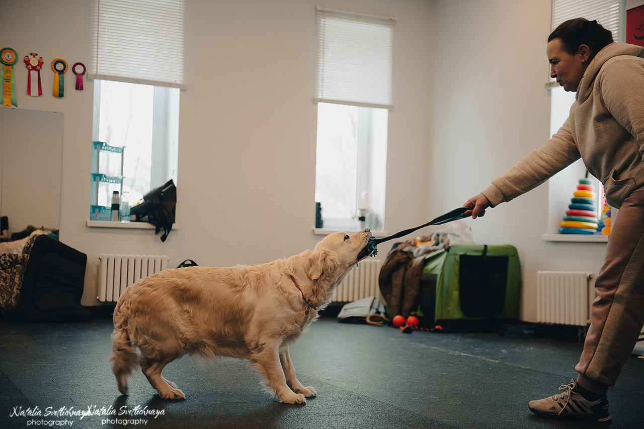 Семинар с Марией Рыбкиной «Игры с собаками» (24.02.2023). Фотограф-анималист Наталья Светличная