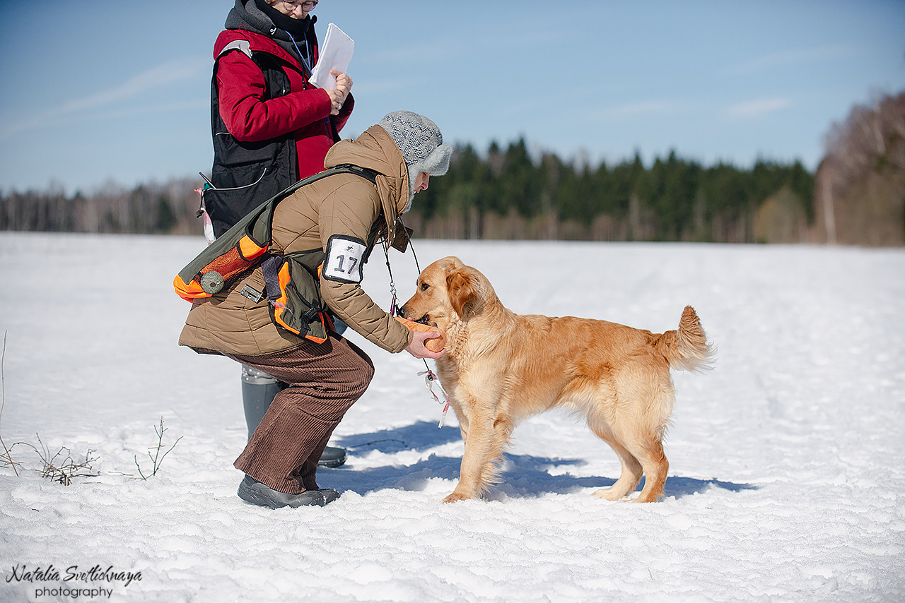 Тренировочный воркинг тест Школы Шмеля 18 марта 2023. Фотограф-анималист Наталья Светличная