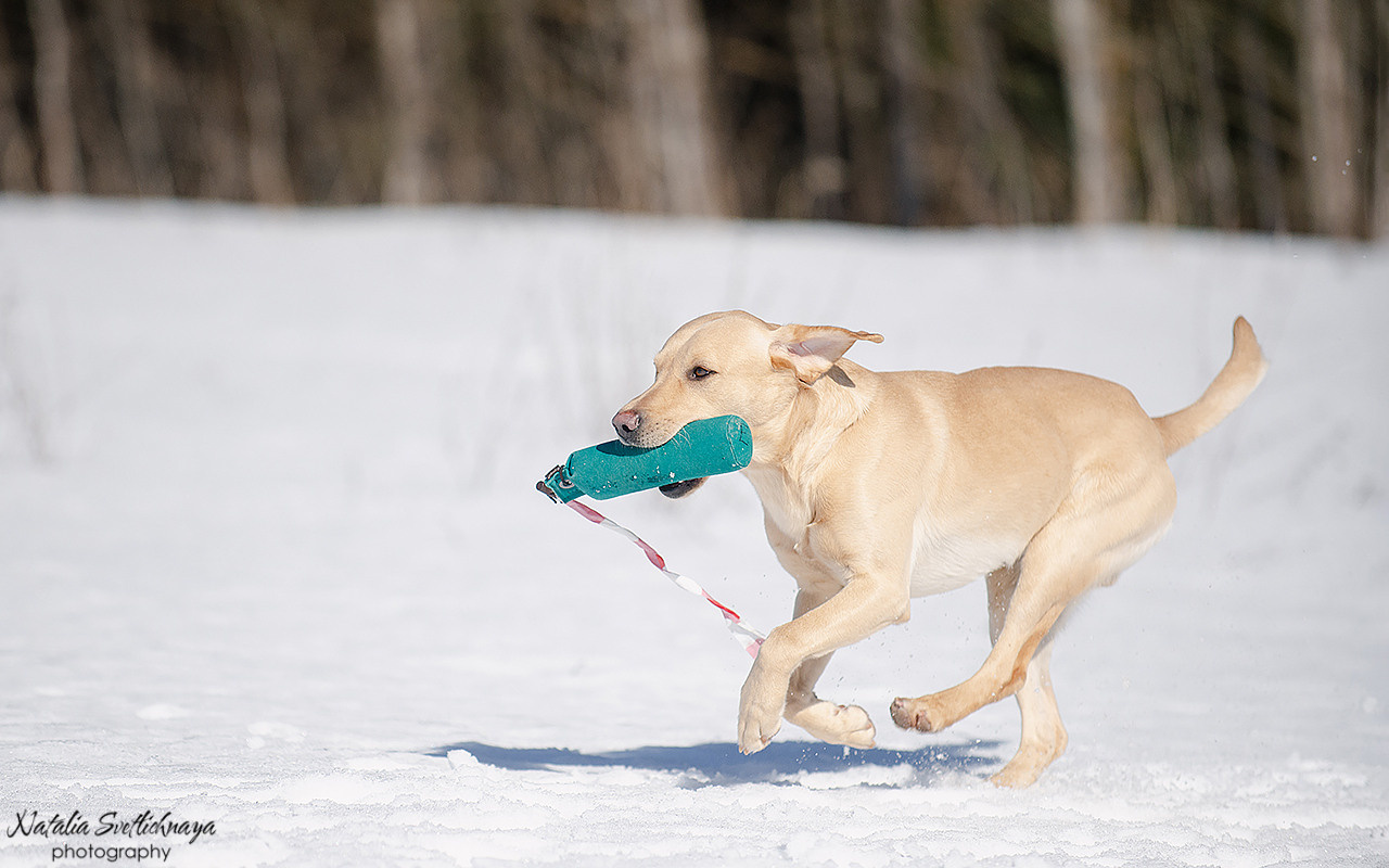 Тренировочный воркинг тест Школы Шмеля 18 марта 2023. Фотограф-анималист Наталья Светличная