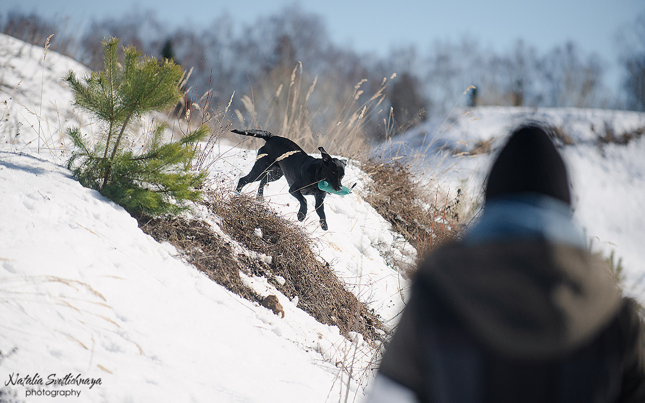 Тренировочный воркинг тест Школы Шмеля 18 марта 2023. Фотограф-анималист Наталья Светличная