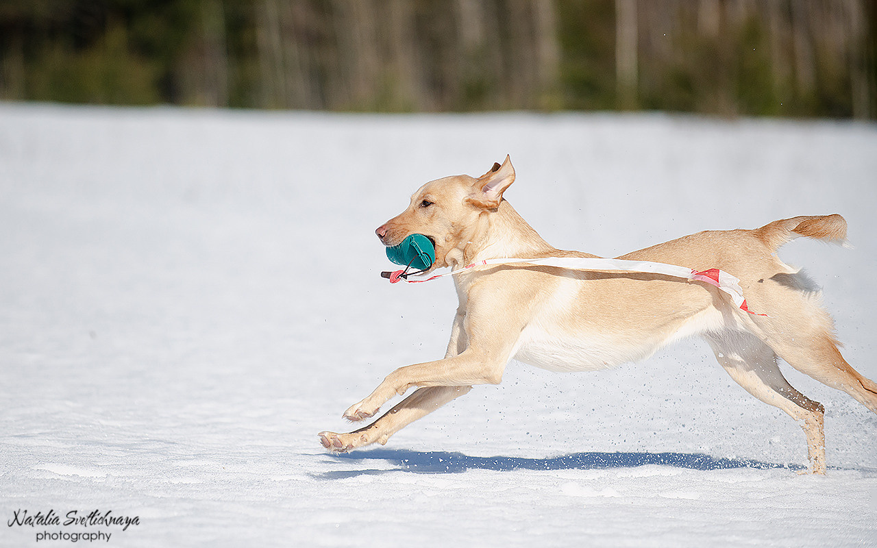 Тренировочный воркинг тест Школы Шмеля 18 марта 2023. Фотограф-анималист Наталья Светличная
