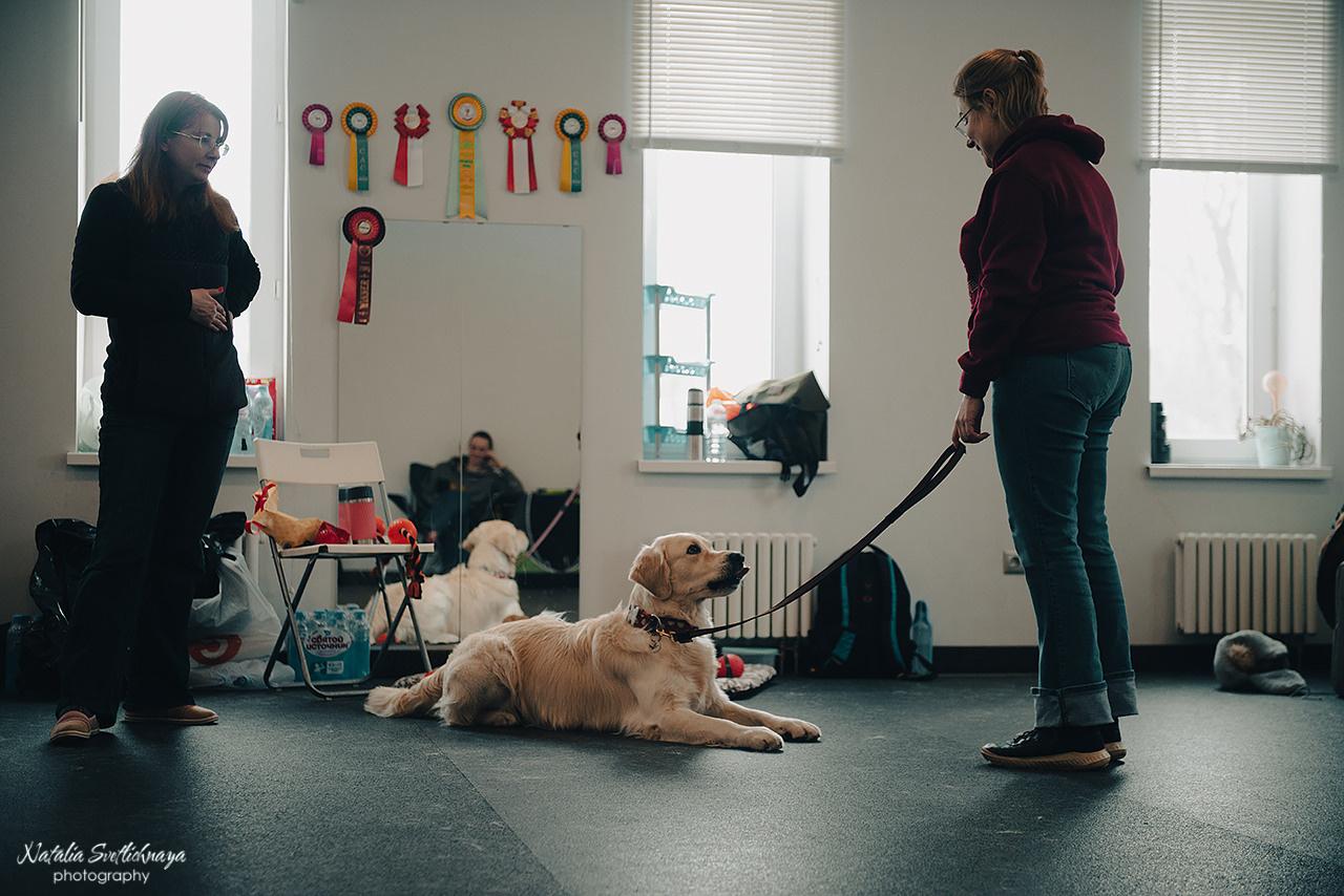 Семинар с Марией Рыбкиной «Игры с собаками» (24.02.2023). Фотограф-анималист Наталья Светличная