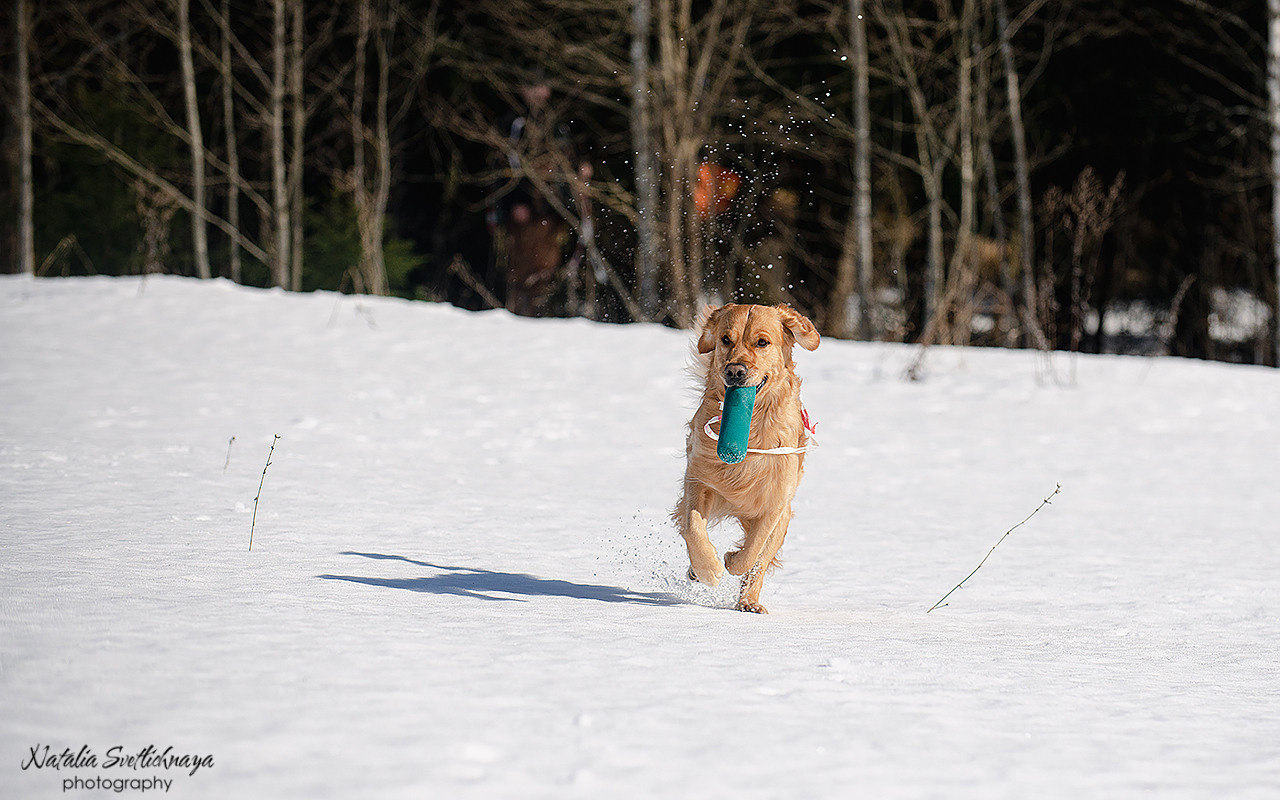 Тренировочный воркинг тест Школы Шмеля 18 марта 2023. Фотограф-анималист Наталья Светличная