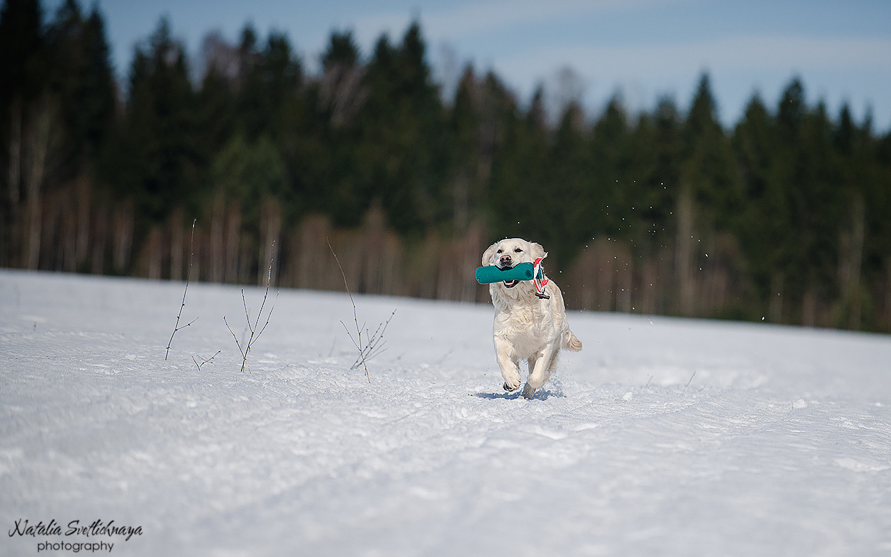 Тренировочный воркинг тест Школы Шмеля 18 марта 2023. Фотограф-анималист Наталья Светличная