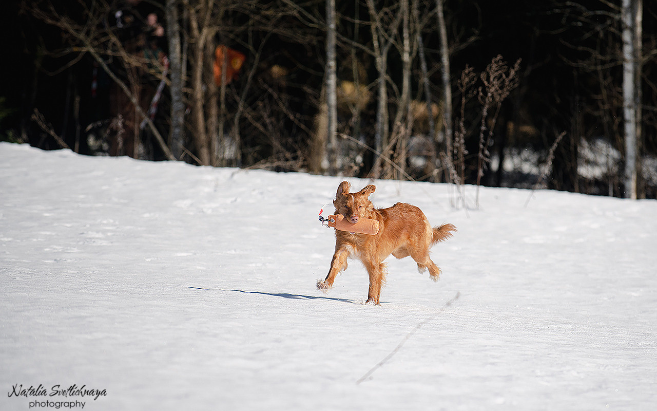 Тренировочный воркинг тест Школы Шмеля 18 марта 2023. Фотограф-анималист Наталья Светличная