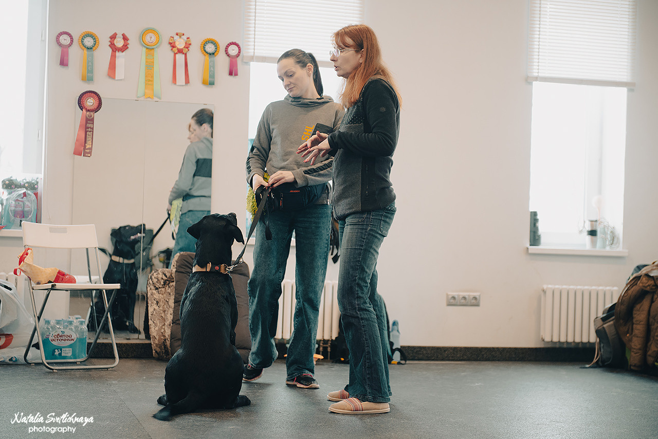 Семинар с Марией Рыбкиной «Игры с собаками» (24.02.2023). Фотограф-анималист Наталья Светличная