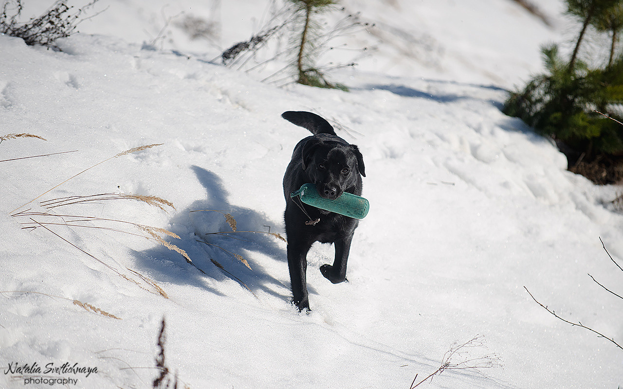 Тренировочный воркинг тест Школы Шмеля 18 марта 2023. Фотограф-анималист Наталья Светличная