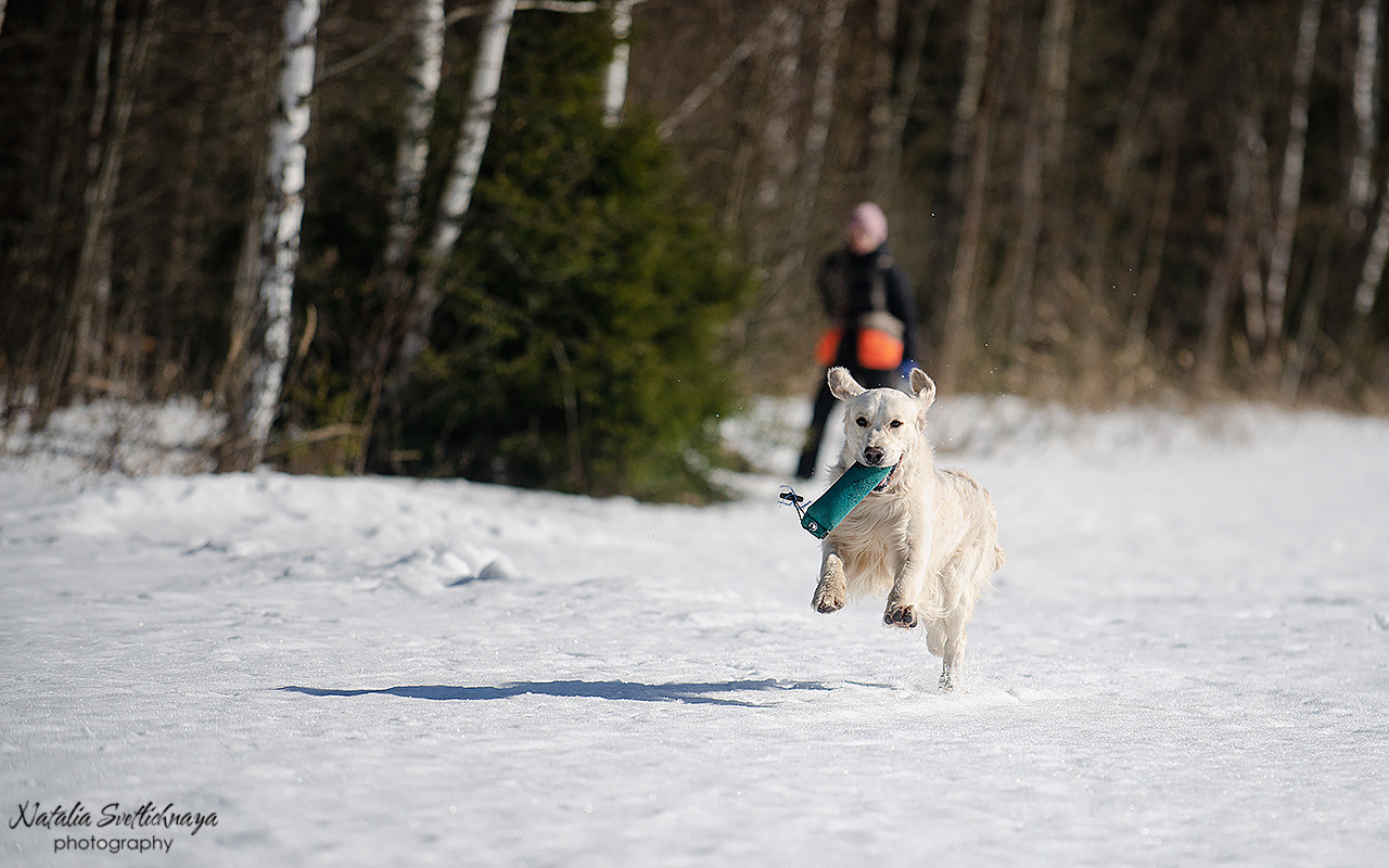 Тренировочный воркинг тест Школы Шмеля 18 марта 2023. Фотограф-анималист Наталья Светличная