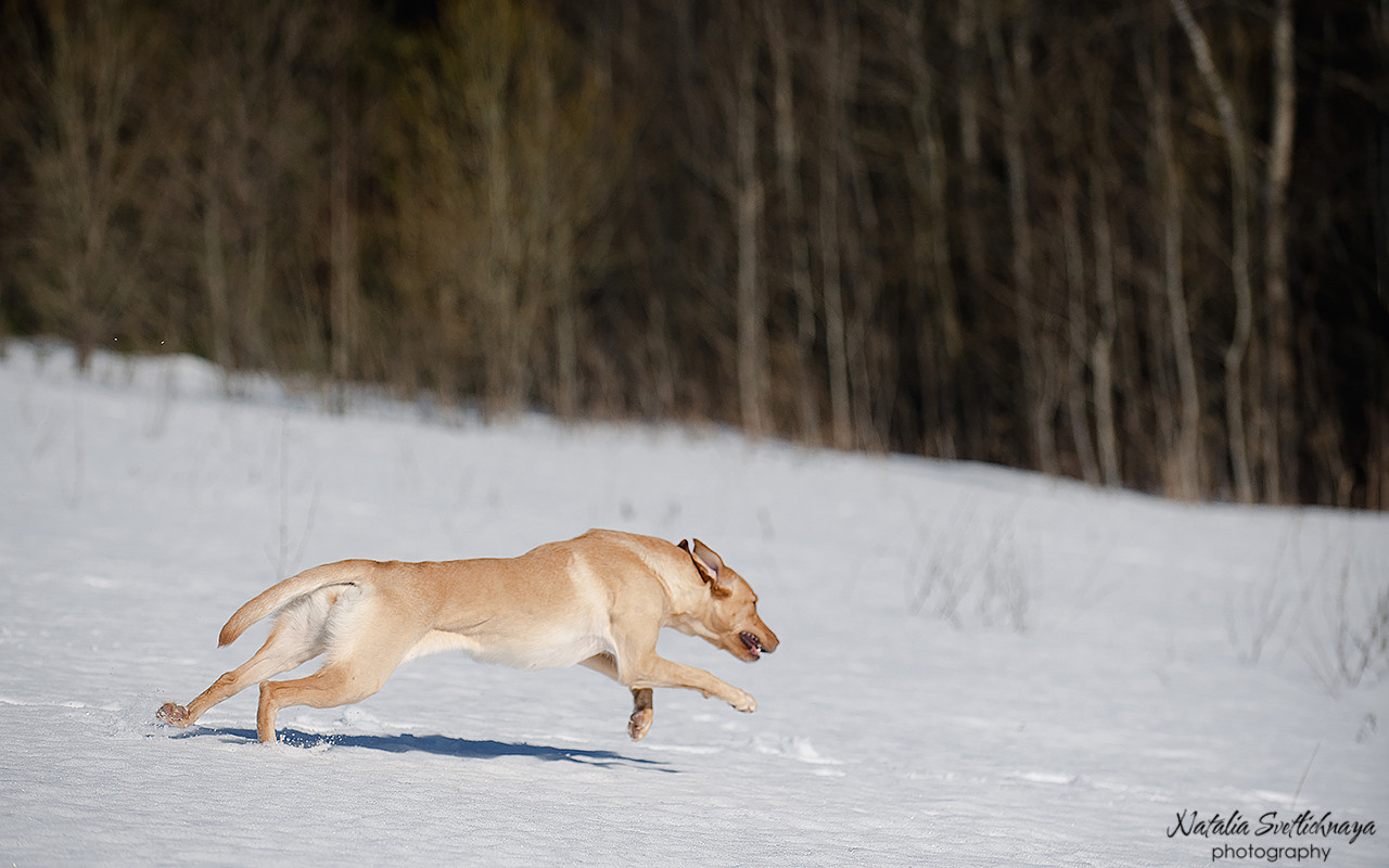 Тренировочный воркинг тест Школы Шмеля 18 марта 2023. Фотограф-анималист Наталья Светличная