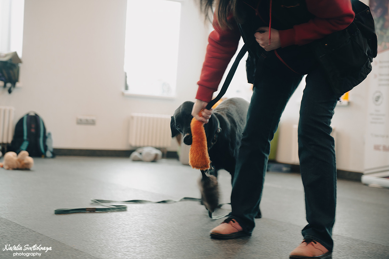 Семинар с Марией Рыбкиной «Игры с собаками» (24.02.2023). Фотограф-анималист Наталья Светличная